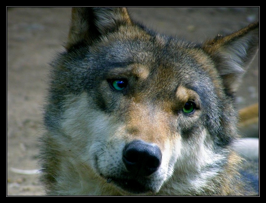 Wolf_by_Wilhelmine